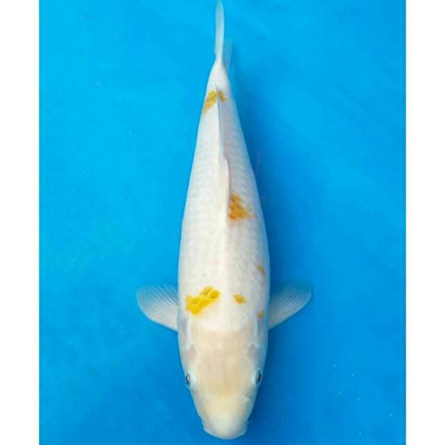 Okawa Yellow Kohaku / Kijiro