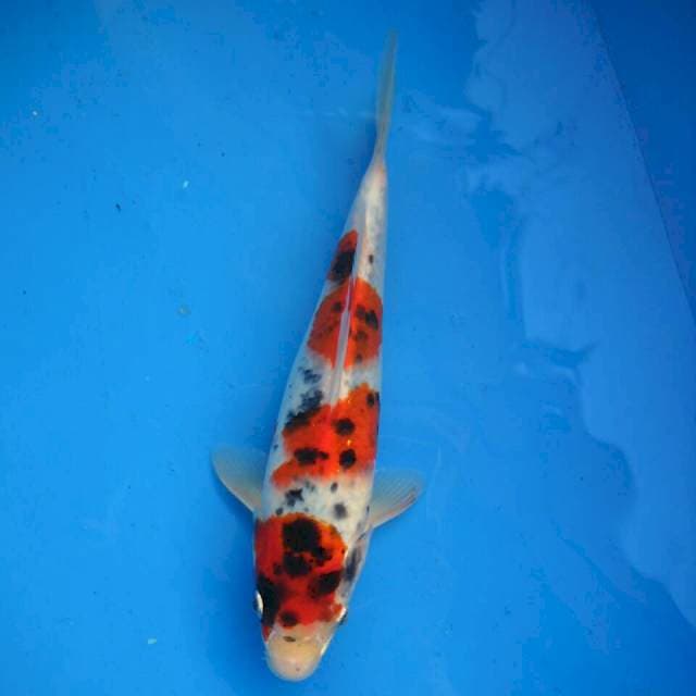 Kanoko Showa F1