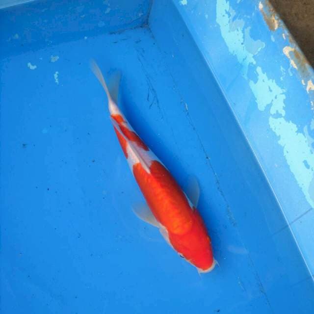 Kohaku Doitsu Ori F1