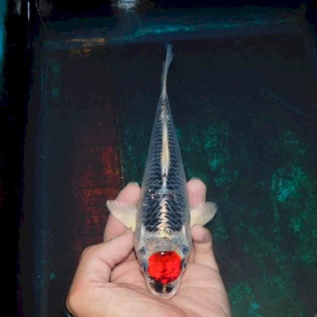 tancho goshiki ori (minus kepentok aquarium dipunggung)
