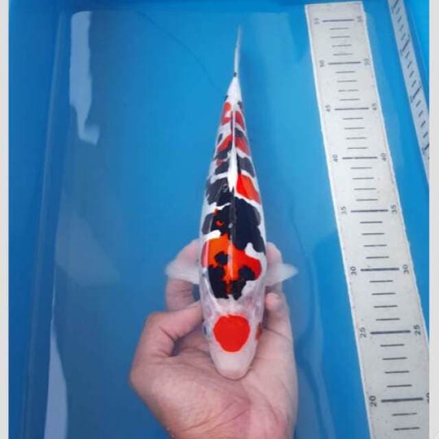 sanke super doitsu koleksi 35cm