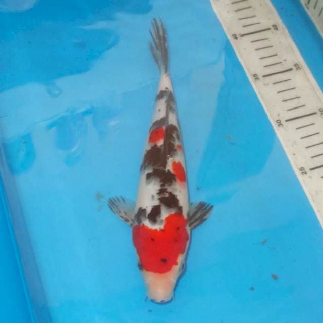 SANSHOKU CLASIC