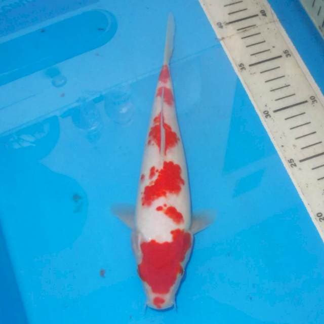KOHAKU 5STEP