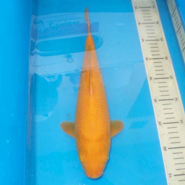 KARASHI MATA MERAH