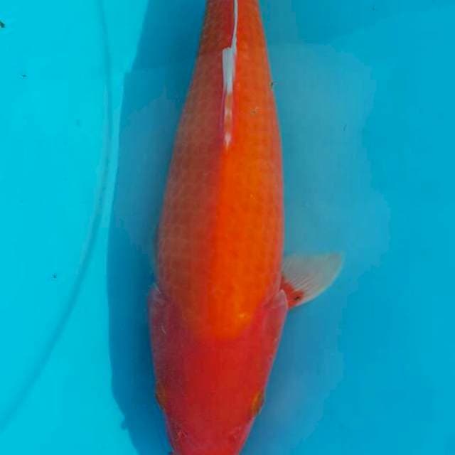 Aka hajiro