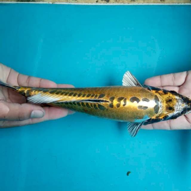Kiko