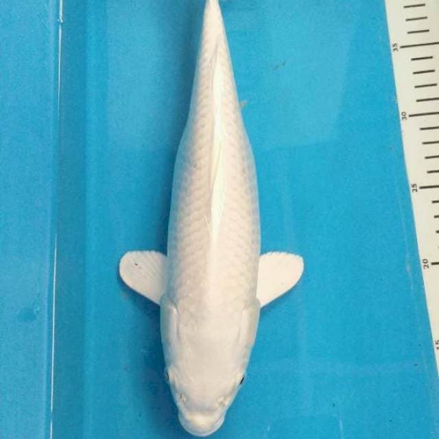 Platinum 34 cm