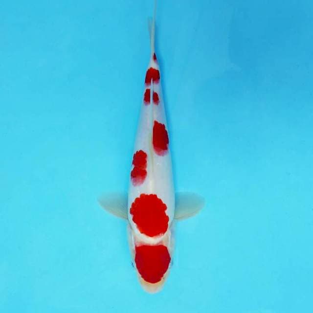 ASAHI 4 ~ MARUTEN KOHAKU ®
