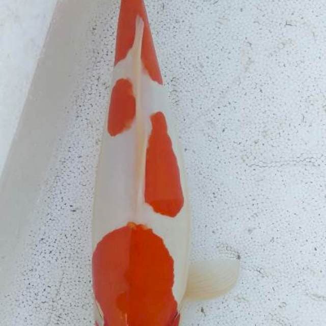 Kohaku
