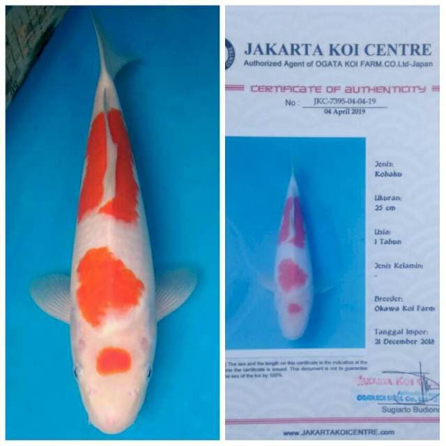 Okawa Maruten Sandan Kohaku