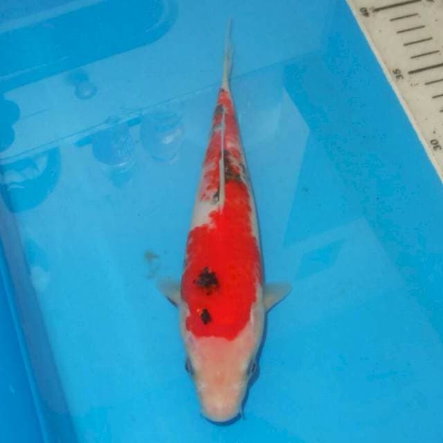 KANOKO SANKE