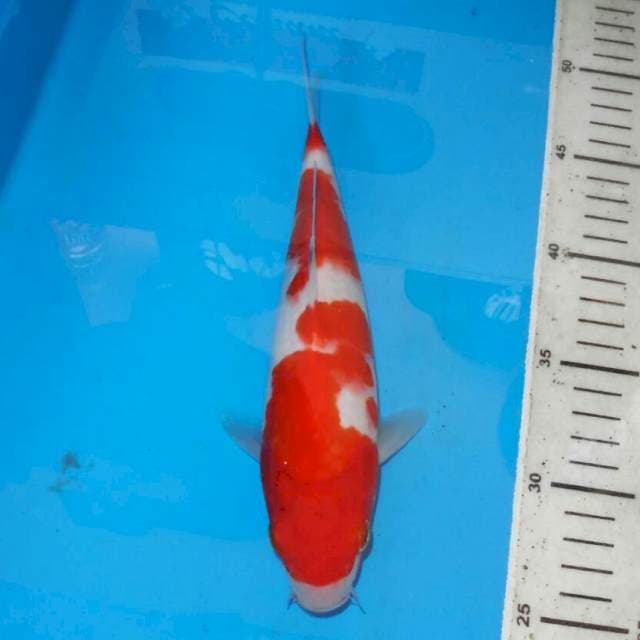 KOHAKU