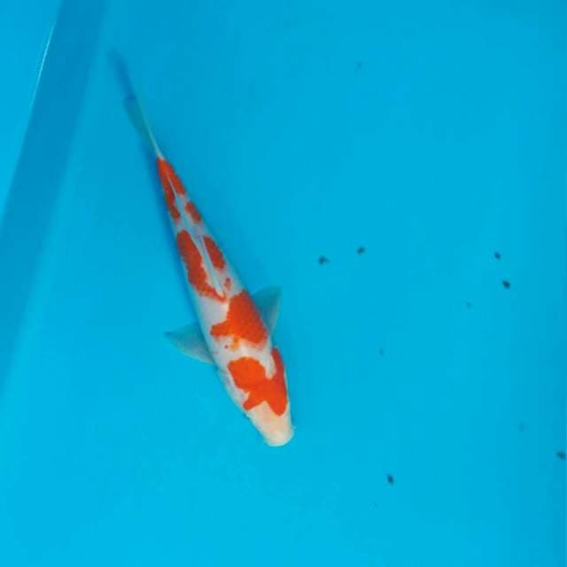 Kohaku
