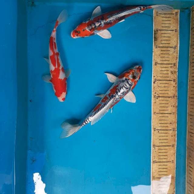 Mix koi