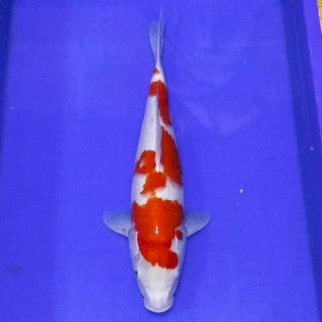 Kohaku calon jumbo