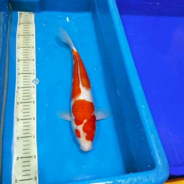 Kohaku