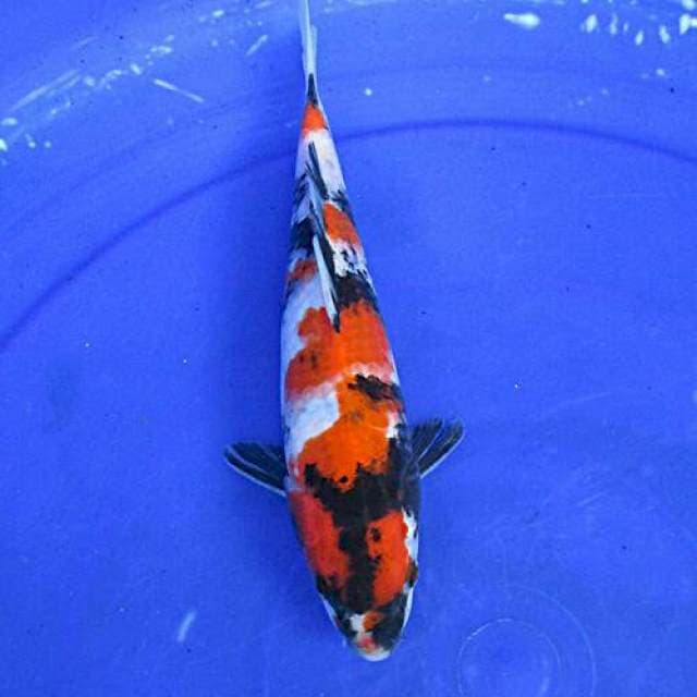 Showa ±25cm