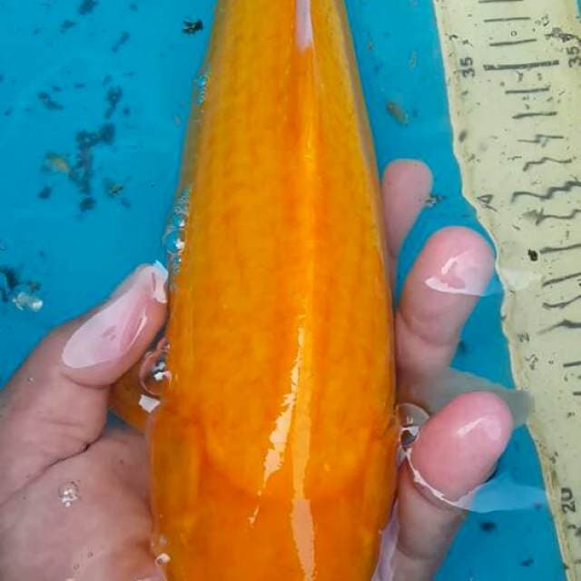 Karasi