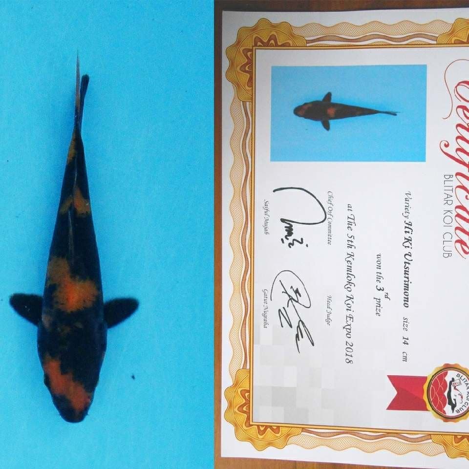 Utsurimono juara 3 size 15 bu