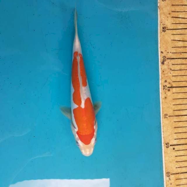 Kohaku