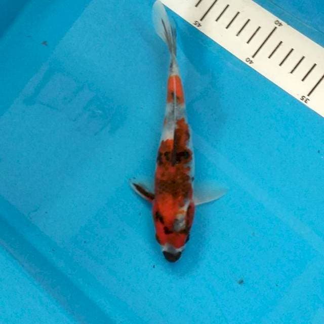 Showa 18 cm