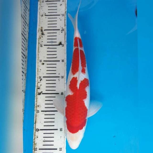 KOHAKU SUPER MALE 38CM