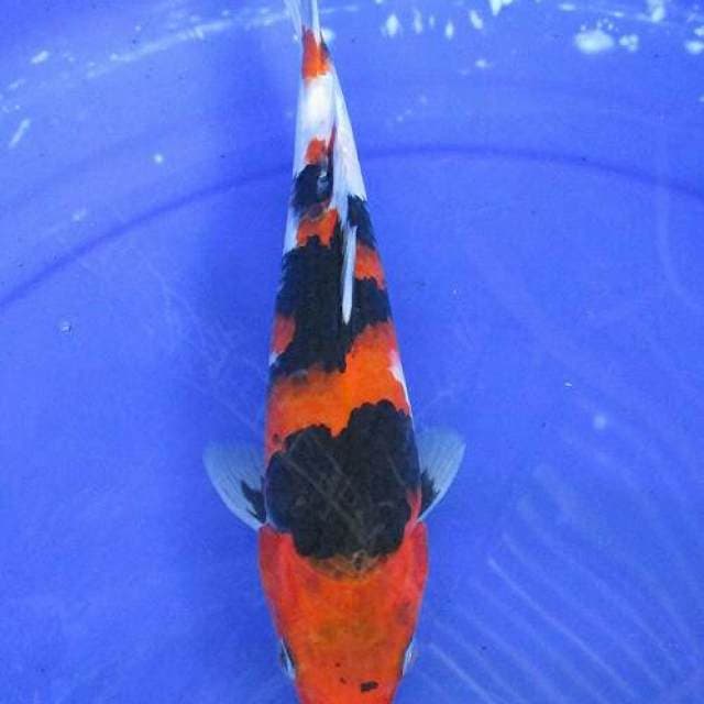 Showa +30cm