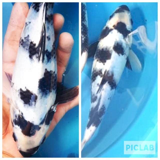 Shiro Putih Bulky