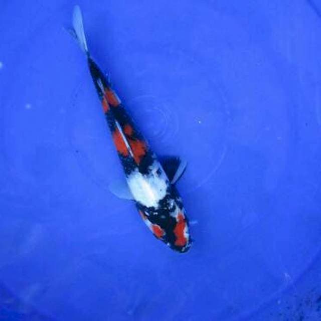 Showa ±25cm