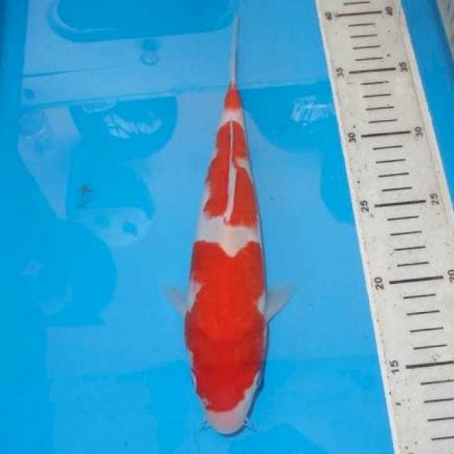 SANDAN KOHAKU