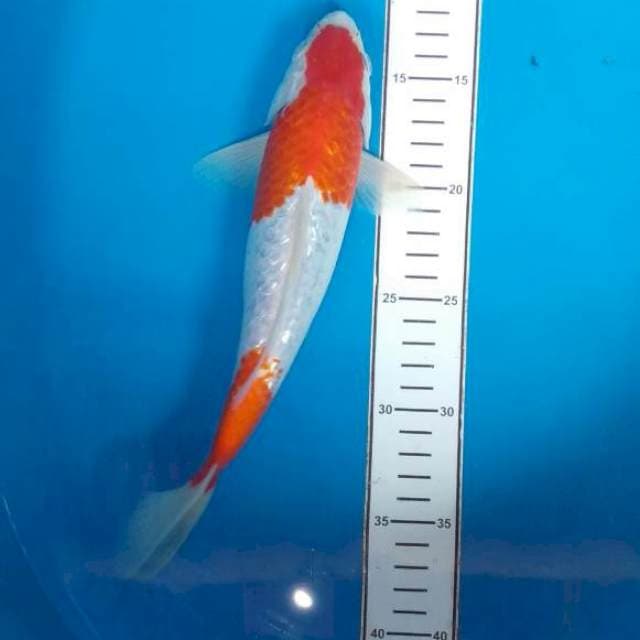 Kohaku gindrin