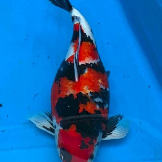 Showa INDUKAN BETINA 47cm