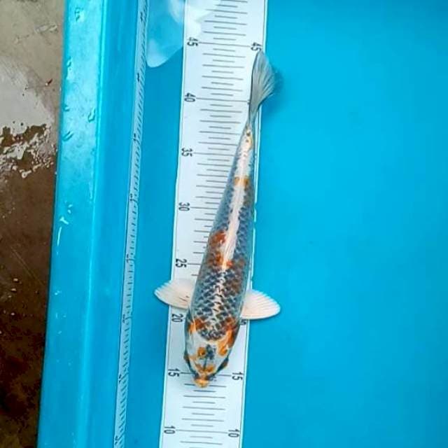PROMO #30CM