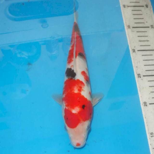 KUCIBENI