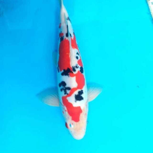 sanke inazuma koleksi kolam 34 cm