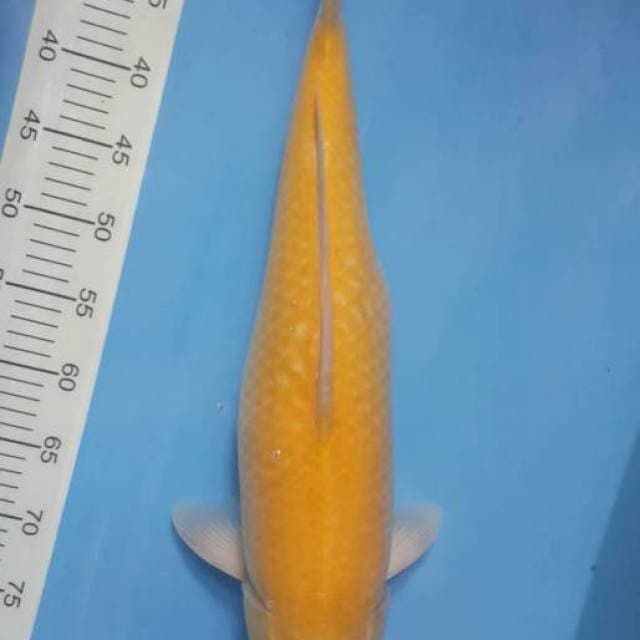 karashi marusei serti jumbo