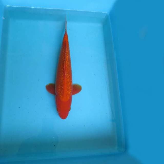 6. JUNAKOI ( ASAMA BARA ~ BENIGOI GIN RIN )