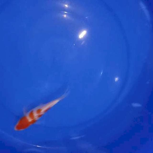 F1 Original kohaku