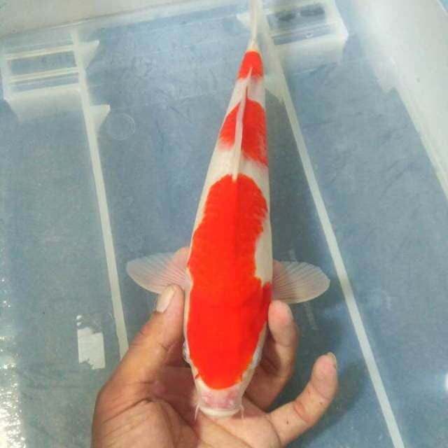 kohaku bagus 28 cm