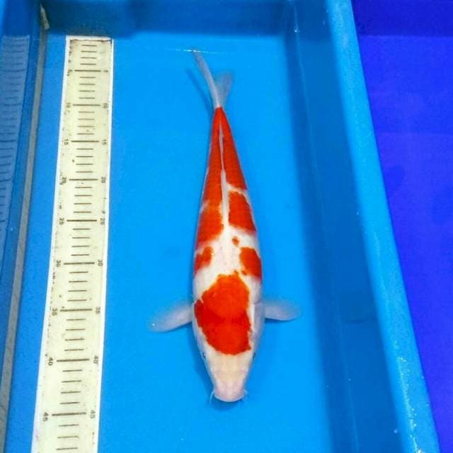 Kohaku calon jumbo