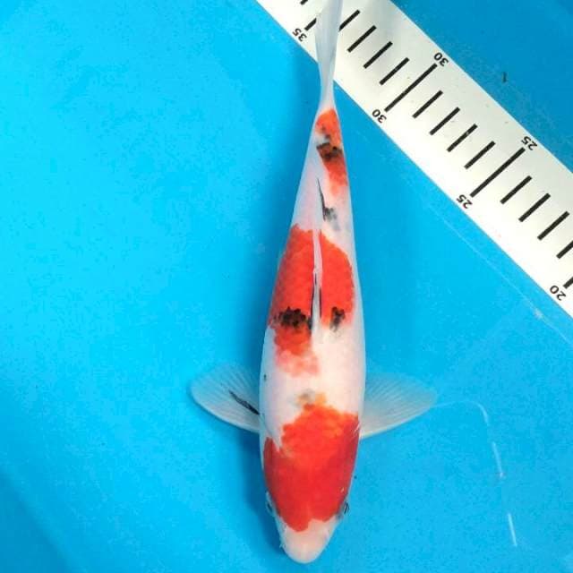 Sanke 22 cm