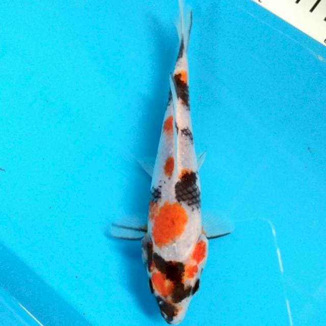 Showa 18 cm