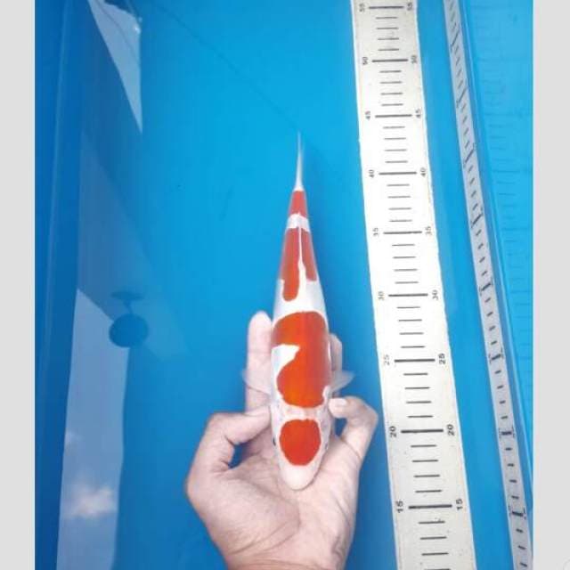 kohaku doitsu koleksi super 30cm