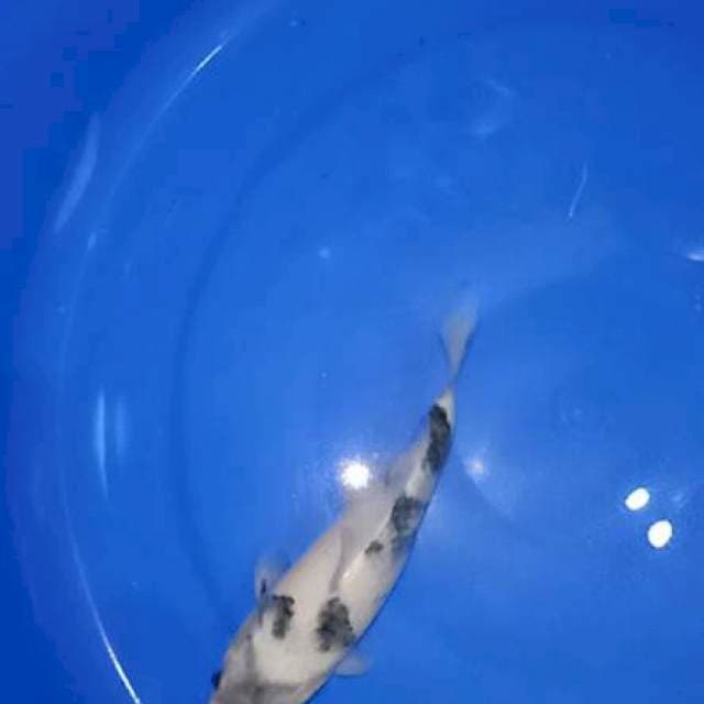 Anak import Tetegoi Shiro Utsuri
