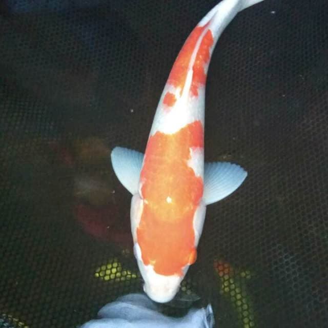 Ginrin kohaku jantan 35