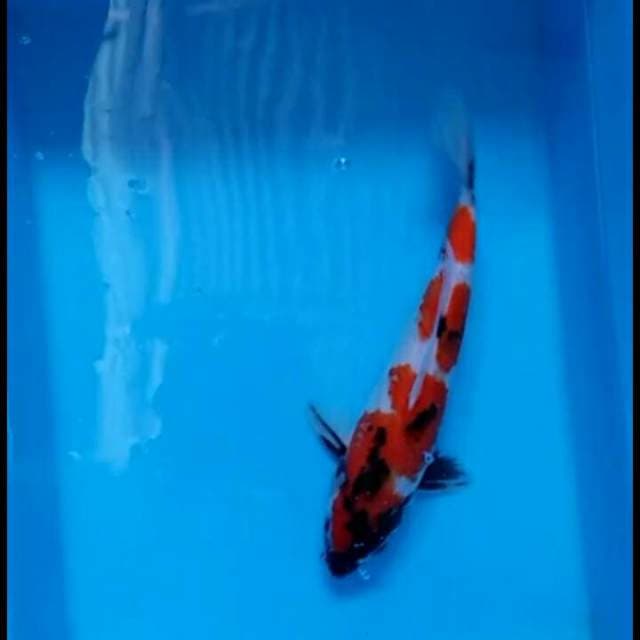 Showa