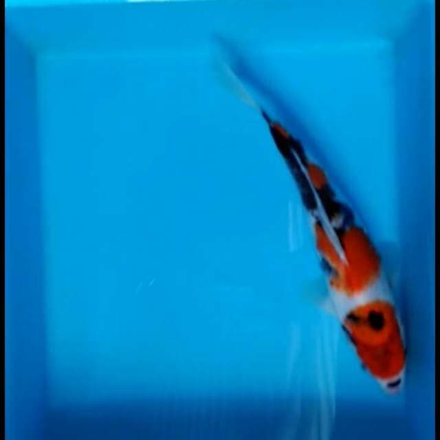 Showa