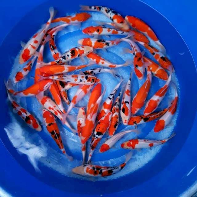Free ongkir jawa-bali, paket 50 ekor ciamik