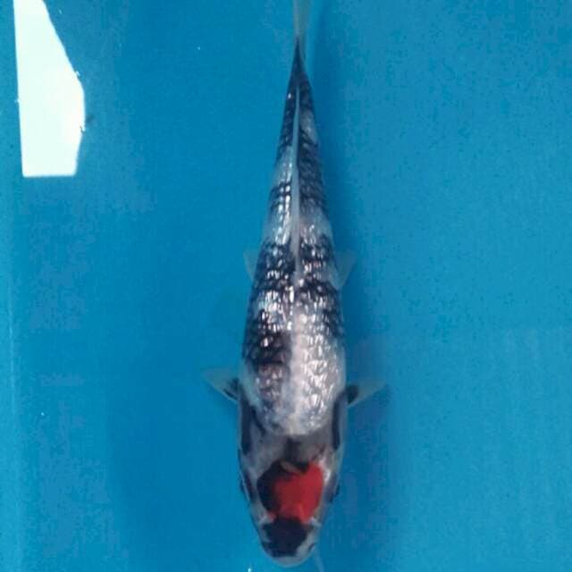 Tancho Showa Ginrin, 18 cm