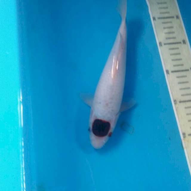 Tancho Budho Goromo, 25 cm